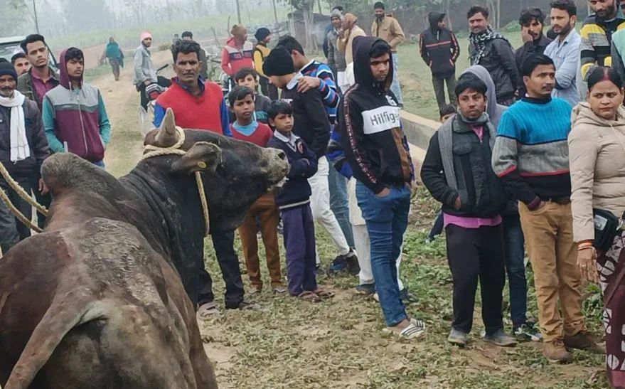 बरेली: सांड़ को गोशाला पहुंचाने के लिए कहा तो अधिकारी नजरें बचाकर निकल गए